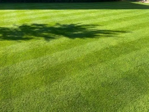 Graszoden Deluxe
