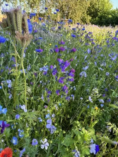 Blue Florance